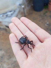 Brachycerus globosus