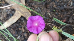 Ipomoea plummerae