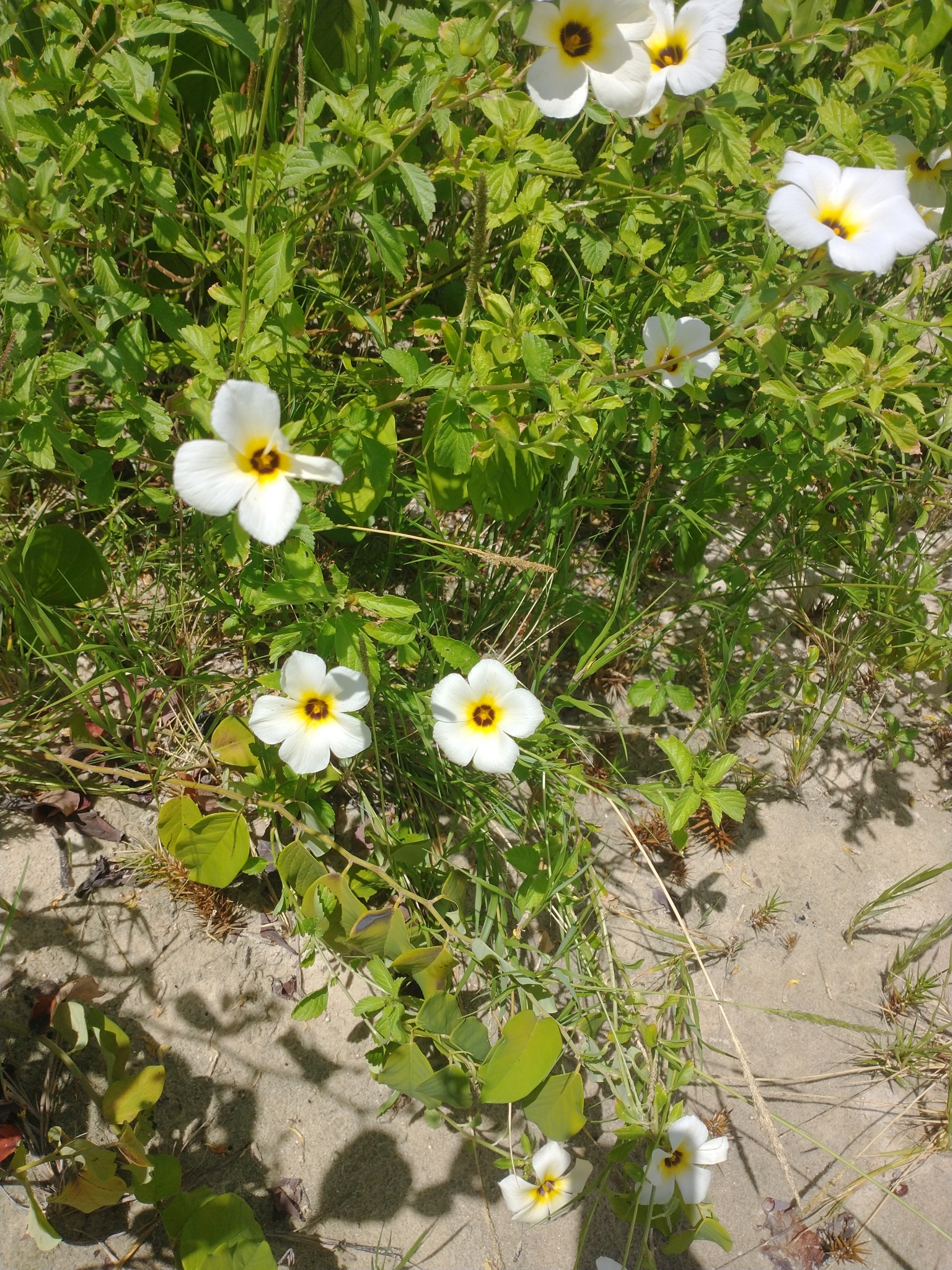 Turnera subulata