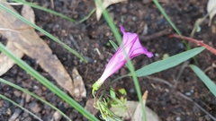 Ipomoea plummerae
