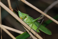 Neoconocephalus retusus