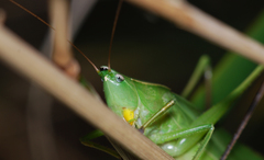 Neoconocephalus retusus