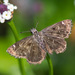 Saltbush Sootywing - Photo (c) Greg Lasley, some rights reserved (CC BY-NC), uploaded by Greg Lasley