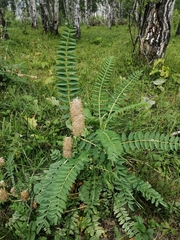 Astragalus alopecurus