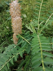 Astragalus alopecurus