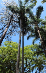 Arecaceae