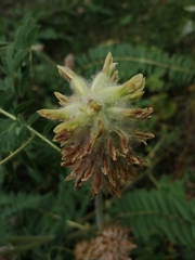 Astragalus alopecurus