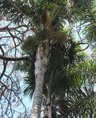Arecaceae