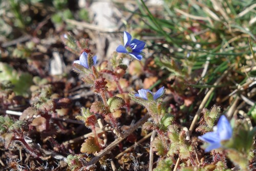 Image of Veronica praecox by (c) Clément Maouche, some rights reserved (CC BY)