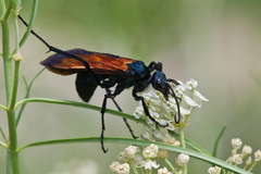 Pepsis grossa