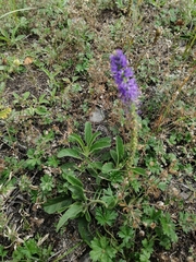 Veronica porphyriana