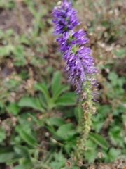 Veronica porphyriana