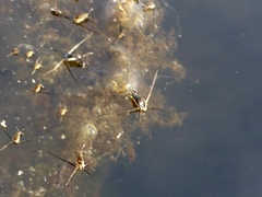 Trepobates subnitidus