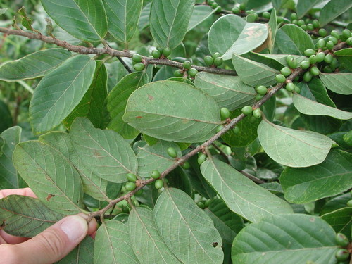 Shea Nut Tree (Bridelia ferruginea)