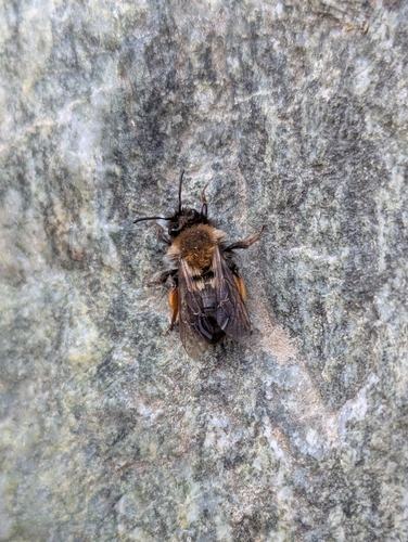 Clark's Mining Bee photo 4