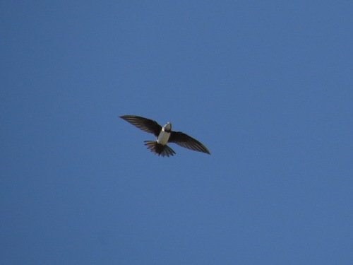 Alpine Swift
