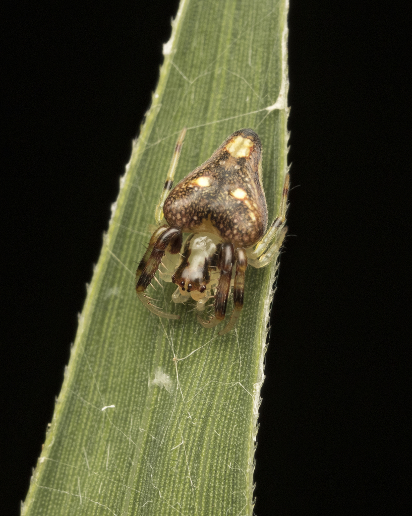 Gnolus blinkeni
