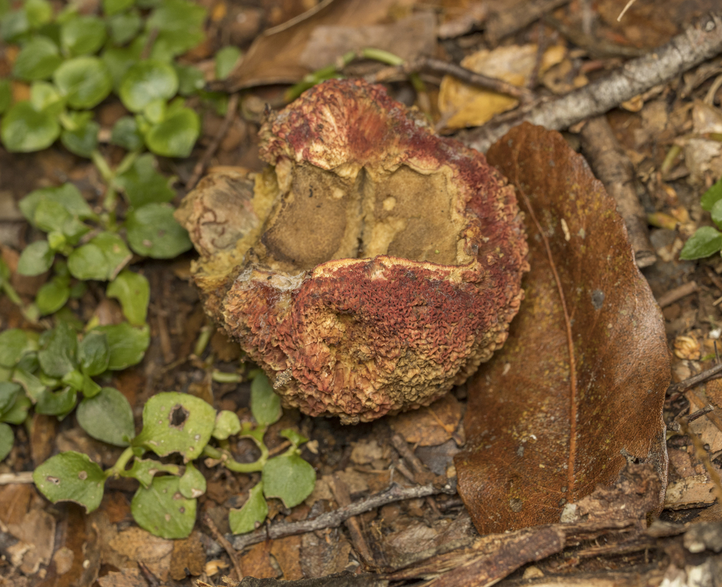 Gastroboletus valdivianus · April 2025 · photo: © sur_endemico (iNaturalist, cc-by-nc)