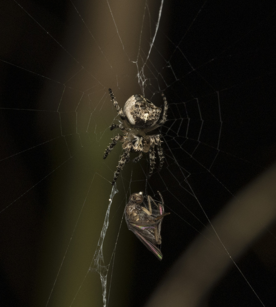 Molinaranea mammifera