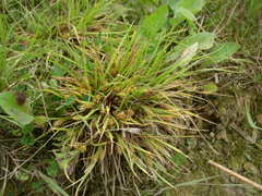 Carex secalina