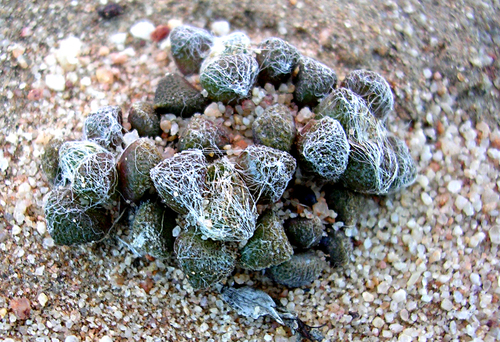 Anacampseros arachnoides