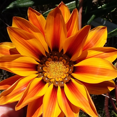 Image of Gazania linearis by no rights reserved