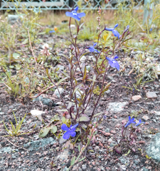 Lobelia erinus