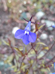Lobelia erinus