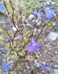 Lobelia erinus