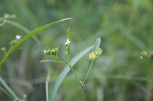 Caperonia serrata