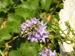 Campanula versicolor tenorei