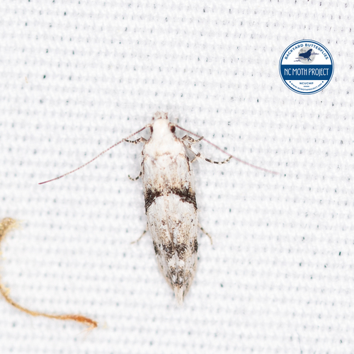 White Stripe-backed Moth photo 5