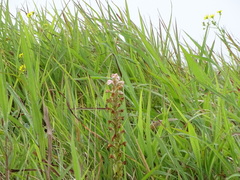 Satyrium nepalense