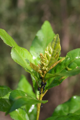 Croton nigritanus