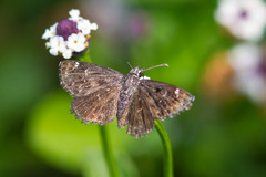 Hesperopsis alpheus