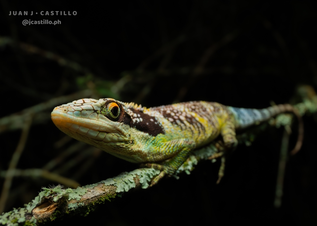 Colombian Giant Anole