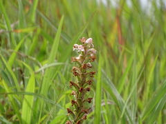 Satyrium nepalense