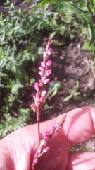 Persicaria tinctoria