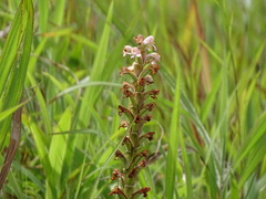 Satyrium nepalense