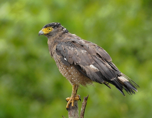 Crested Serpent Eagle