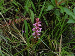 Satyrium nepalense