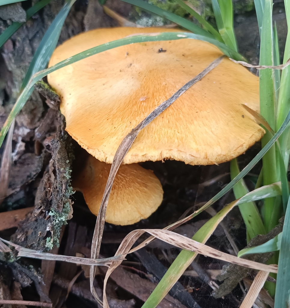 Gymnopilus junonius · April 2025 · photo: © jonas75444 (iNaturalist, cc-by)