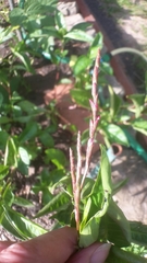 Persicaria tinctoria