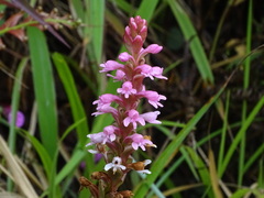 Satyrium nepalense