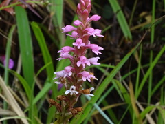Satyrium nepalense