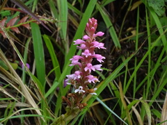 Satyrium nepalense