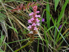 Satyrium nepalense