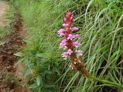 Satyrium nepalense