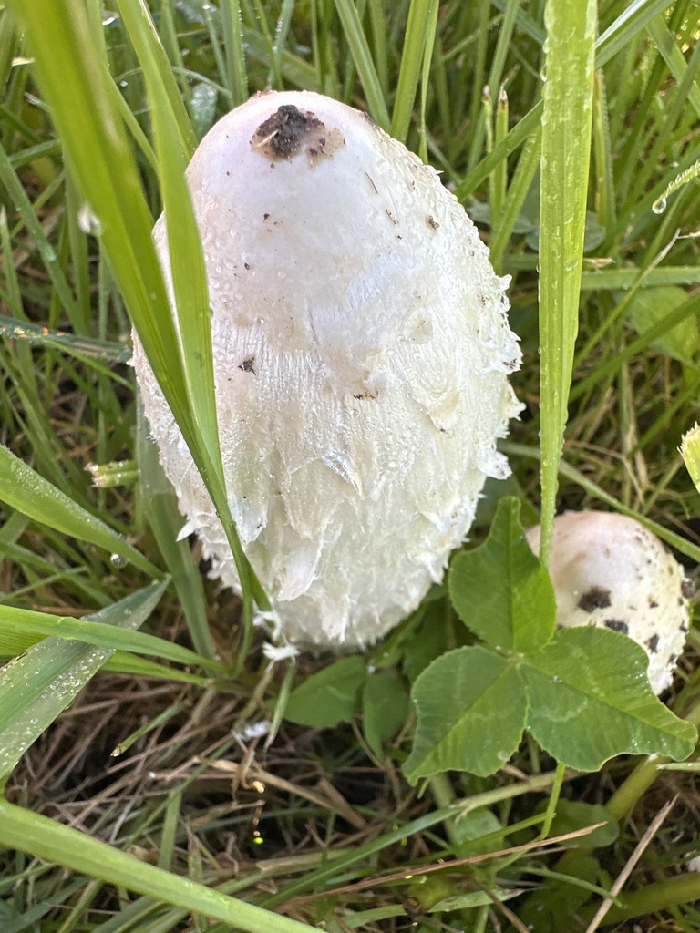 Coprinus comatus · April 2025 · photo: © phytomine (iNaturalist, cc0)
