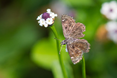 Hesperopsis alpheus